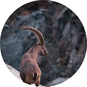 Steenbok in een berglandschap