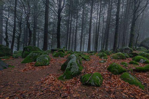 Deutschland - Schwarzwald - Günterfelsen von Shooting-Art