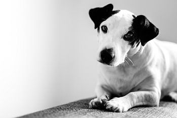 Schattige Jack Russel Terrier