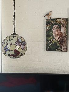 Tawny owl in the forest