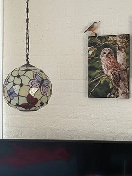 Kundenfoto: Waldkauz im Wald von Marianne Ottemann - OTTI