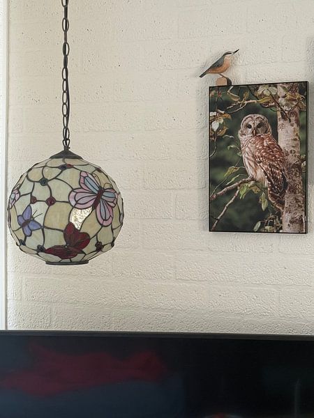 Tawny owl in the forest