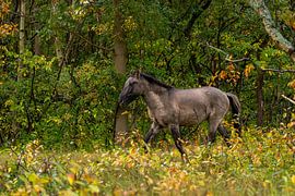 Konik horse as autumn appearance by Wendy Hilberath