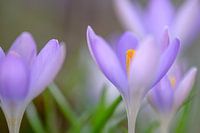 Krokus im weichen Morgenlicht