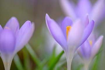 Crocus dans la douce lumière du matin sur Jan Hoekstra