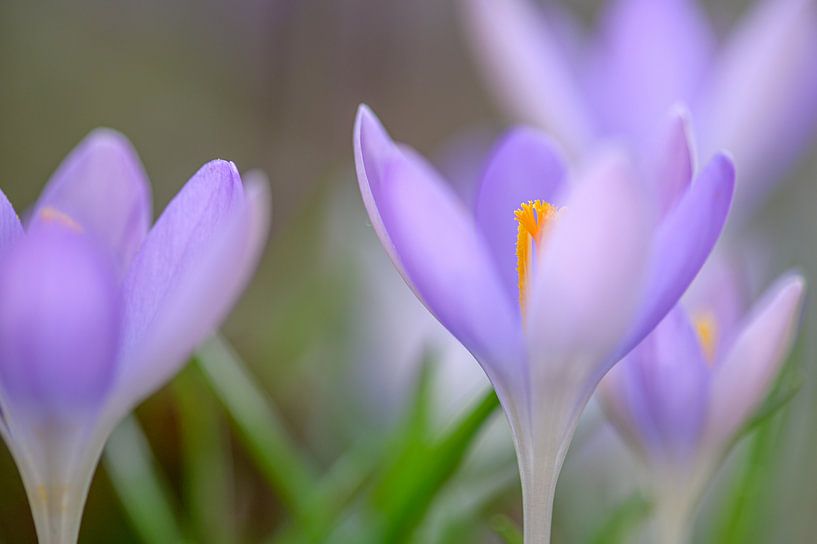 Krokus im weichen Morgenlicht von Jan Hoekstra