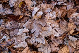 Maple leaves with hoarfrost by Dieter Walther