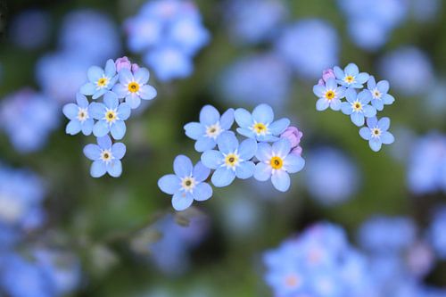 Sierlijke blauwe vergeet-me-niet bloemen