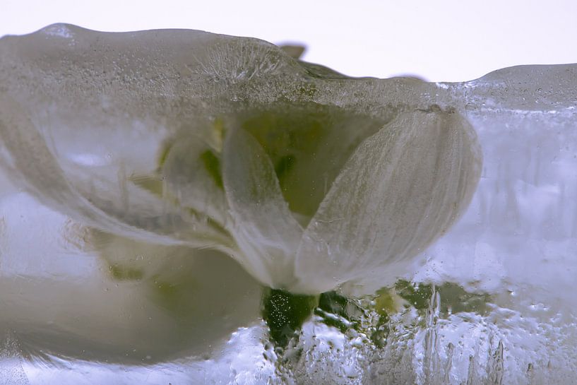 Sneeuwklokjes in ijs 1 van Marc Heiligenstein