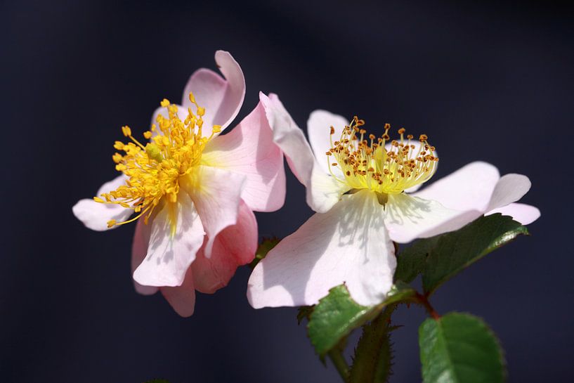 Wilde rozen van Jolanta Mayerberg