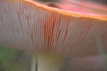 Mushroom