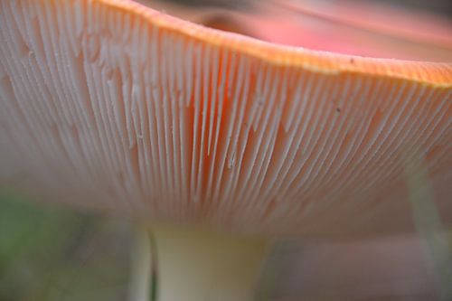 Mushroom