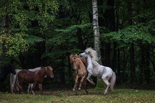Paarden aan de rand van het bos