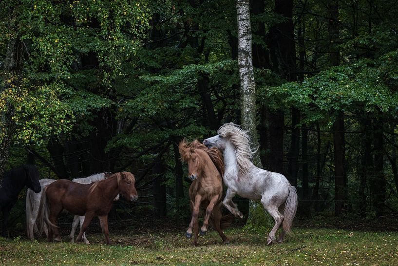Pferde am Waldrand von Jürgen Schmittdiel Photography