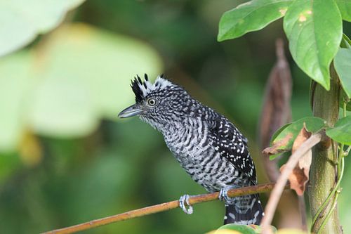 Barred Antshike by Cynthia Vaders