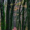 Chemin étroit à travers la forêt sur Gerard de Zwaan