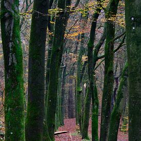 Narrow avenue through the forest by Gerard de Zwaan