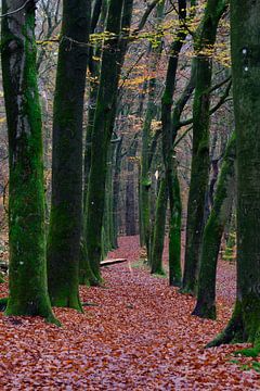 Narrow avenue through the forest by Gerard de Zwaan
