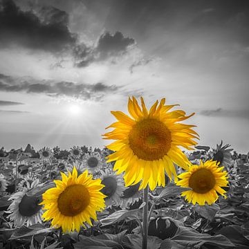 Prachtige zonnebloemen in de zonsondergang | colorkey van Melanie Viola