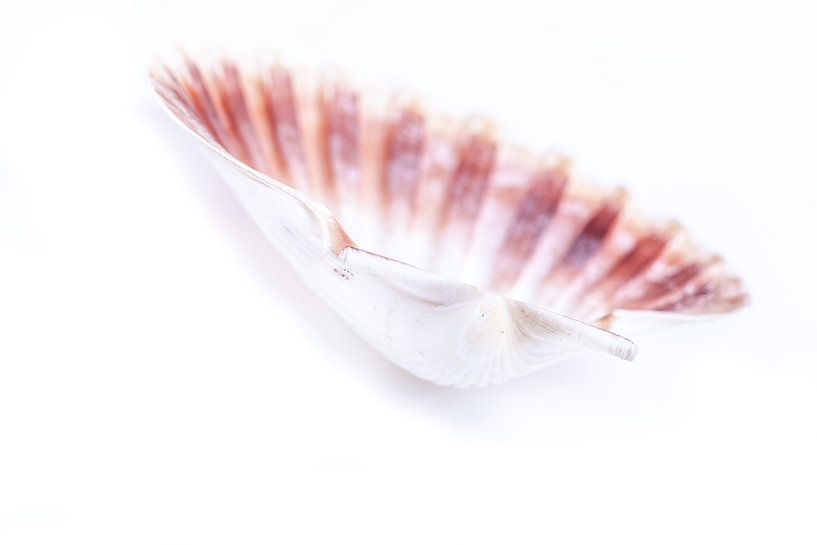 Witte shell schelp by Willy Sybesma