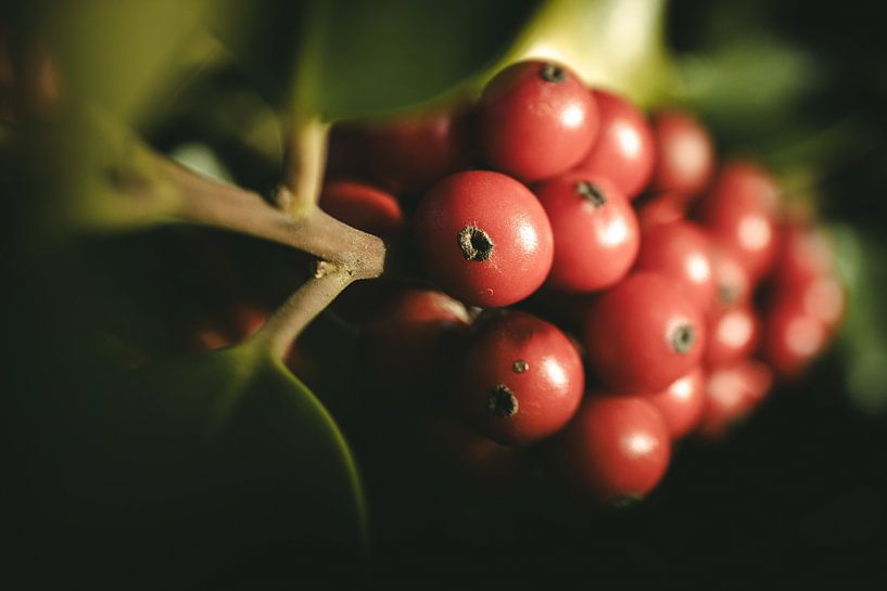Bunch of berries by Jan