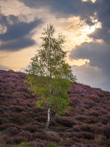 Die einsame Birke in der violetten Heide.