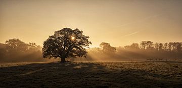 Tree with sunbeams by René Vos