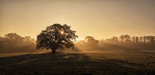 Tree with sunbeams by René Vos