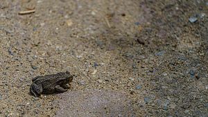 Frosch genießt die Sonne auf dem Boden