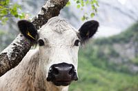 The white cow