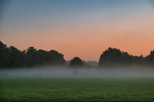 Mist over het veld