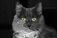 huiskat-House cat-Chat domestique-Hauskatze von aldino marsella Miniaturansicht