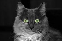 huiskat-House cat-Chat domestique-Hauskatze
