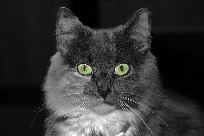 huiskat-House cat-Chat domestique-Hauskatze von aldino marsella