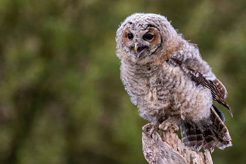 Tawny owl on tree stump - Still young with down