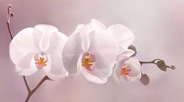 Elegante orchidee