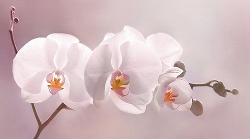 Elegante Orchidee von Violetta Honkisz