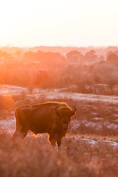 Wisents in dunes on the Kraansvlak of South Kennemerland by Jeroen Stel