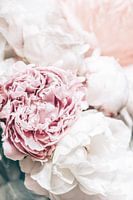 Peonies