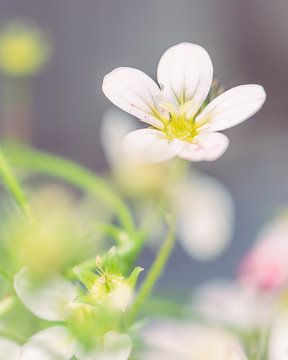 Small, white flower close up by Inge Smulders