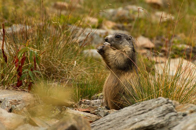 Marmot is gras aan het eten in de alpen von Paul Wendels