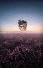Blooming heather by Thomas Kuipers