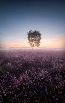 Blooming Heather von Thomas Kuipers