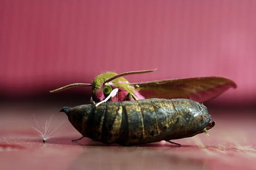 Moth Large Evening Red
