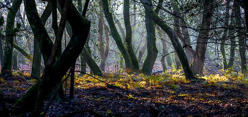 Dansende bomen