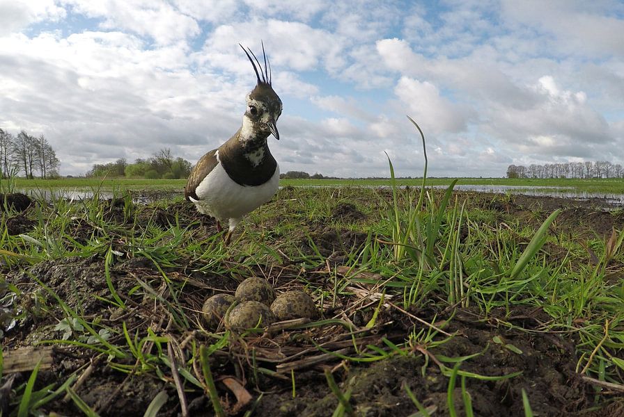 Kievit nest met 4 eieren van Ruurd Jelle Van der leij op canvas, behang