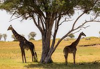 Giraffen in der Serengeti