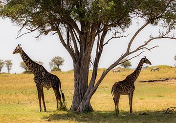 Giraffen in Serengeti van Julie Brunsting