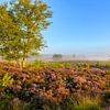 Chemin dans un paysage de bruyère au lever du soleil sur Sjoerd van der Wal Photographie