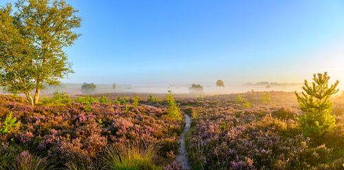 Pad in een heidelandschap tijdens zonsopgang